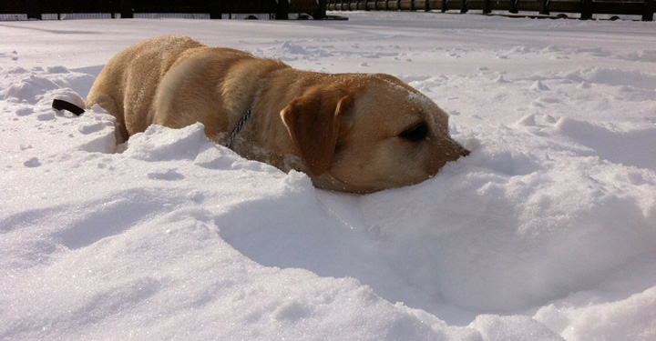 Nash Buried In The Snow